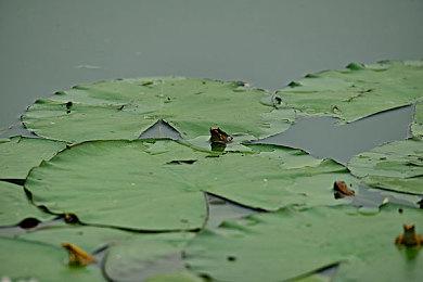 《JOJO群星之战R》免费DLC新预告：天气预报和普奇神父